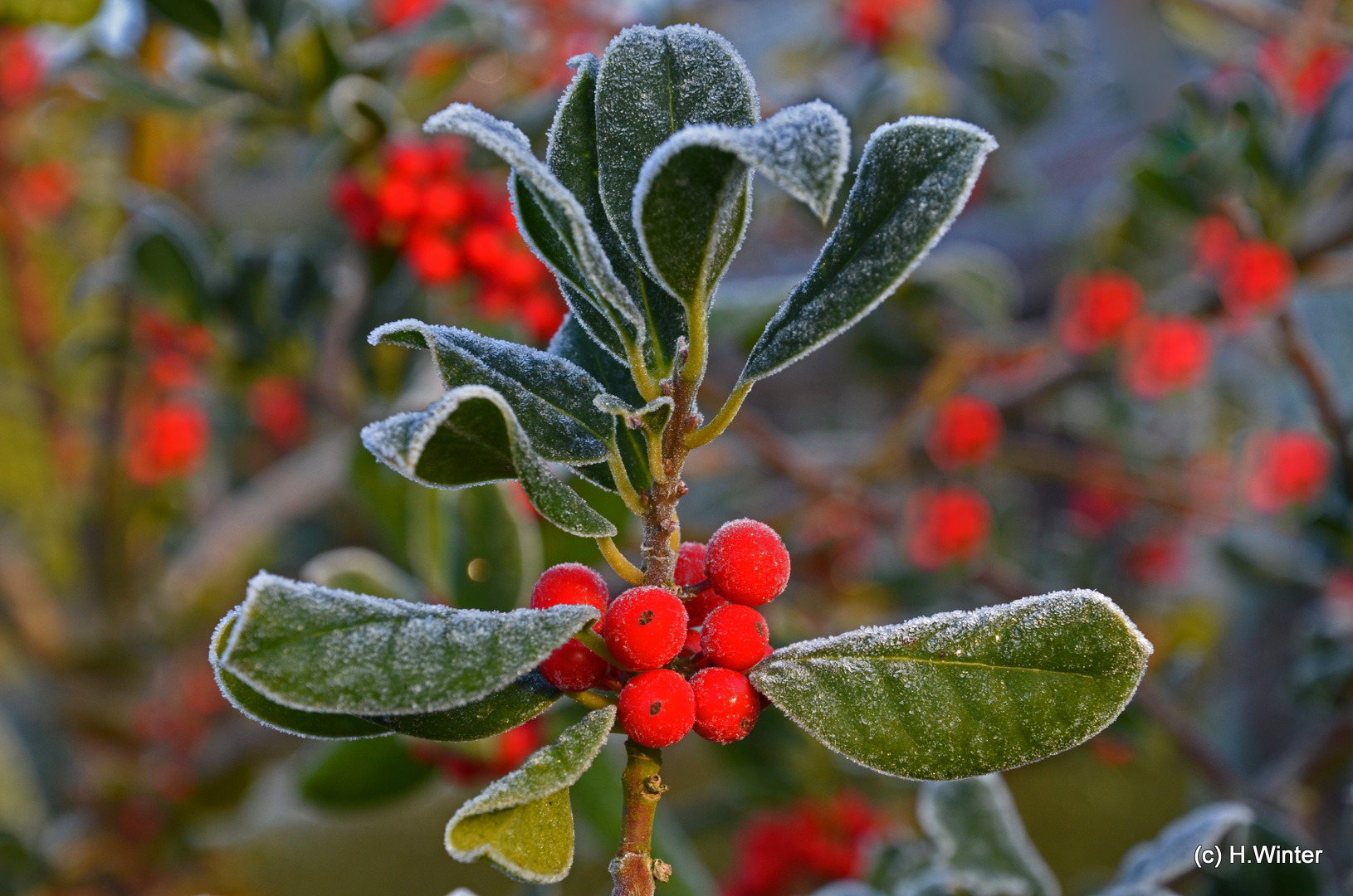 Der erste Nachtfrost in diesem Herbst mit Rauhreif auf Ilex