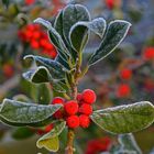 Der erste Nachtfrost in diesem Herbst mit Rauhreif auf Ilex