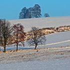 Der erste nennenswerte Schnee am 11.12. 2021 dieses Winters...