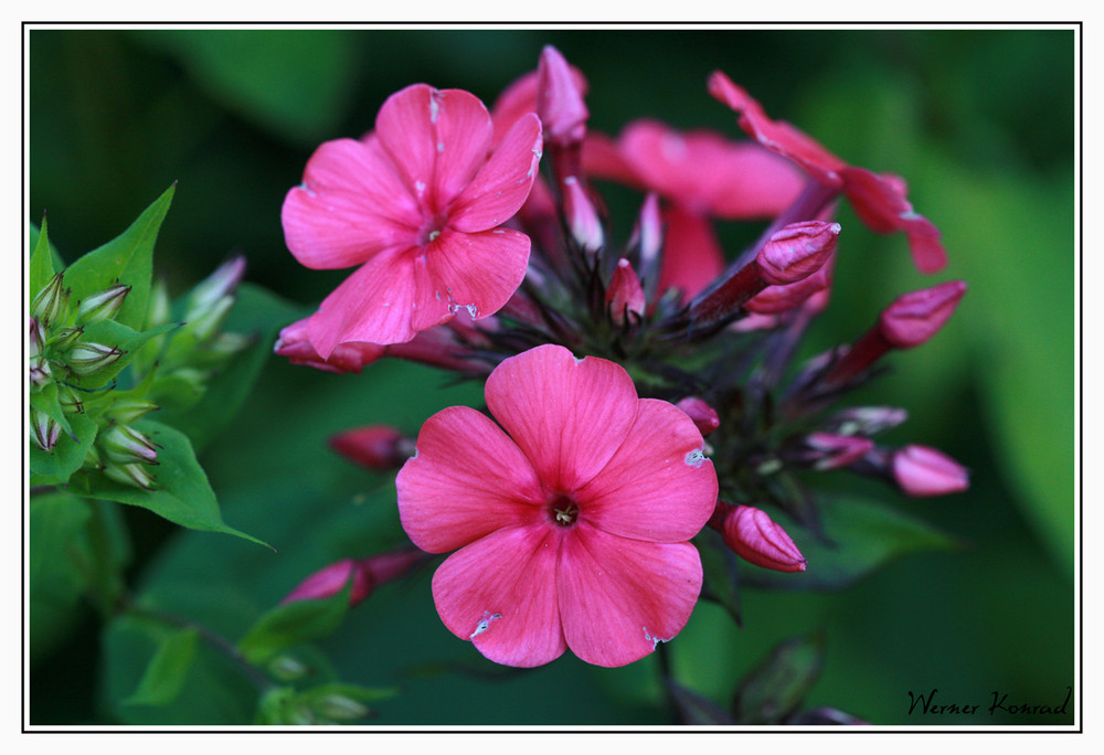 Der erste Phlox blüht im Garten