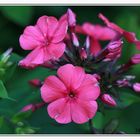 Der erste Phlox blüht im Garten