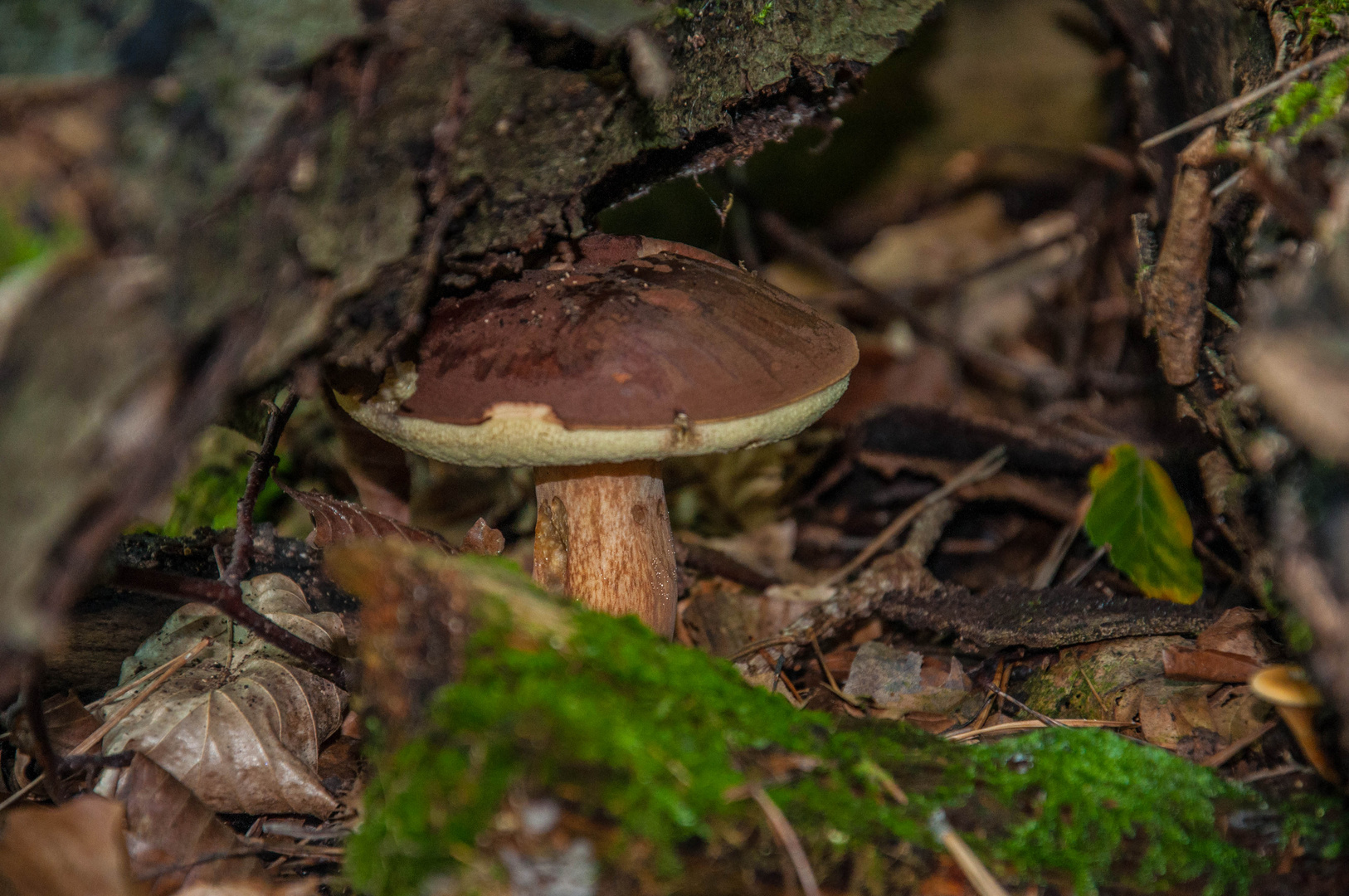 Der erste Pilz der Saison