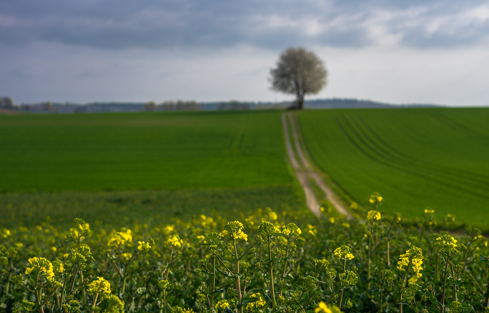 Der erste Raps