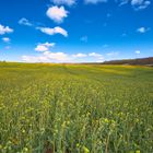 Der erste Raps im Frühling