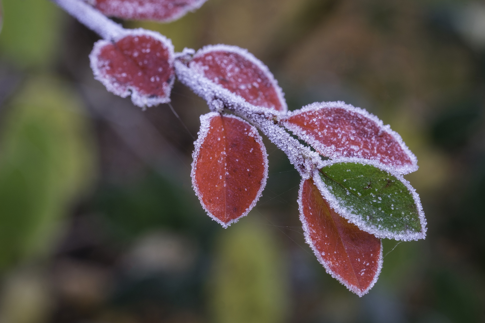 Der Erste Raureif Foto Bild Pflanzen Pilze Flechten Baume Blatt Blute Bilder Auf Fotocommunity