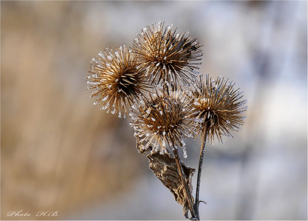 Der erste Raureif in diesem Herbst