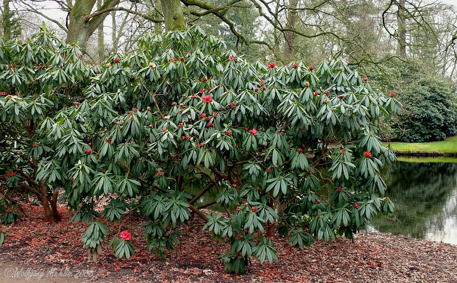 Der erste Rhododendron