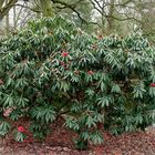 Der erste Rhododendron