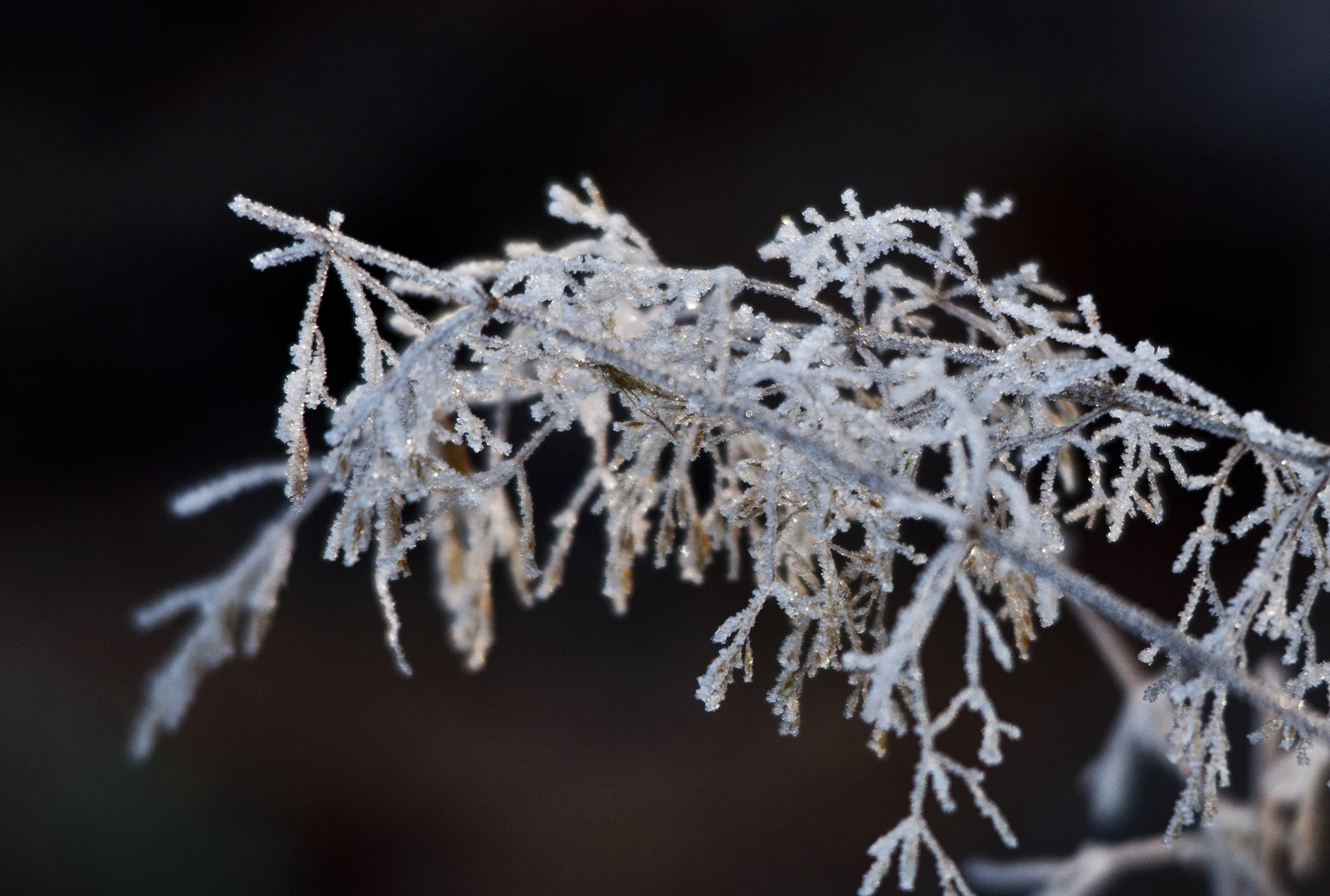 Der erste richtige Frost