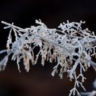 Der erste richtige Frost