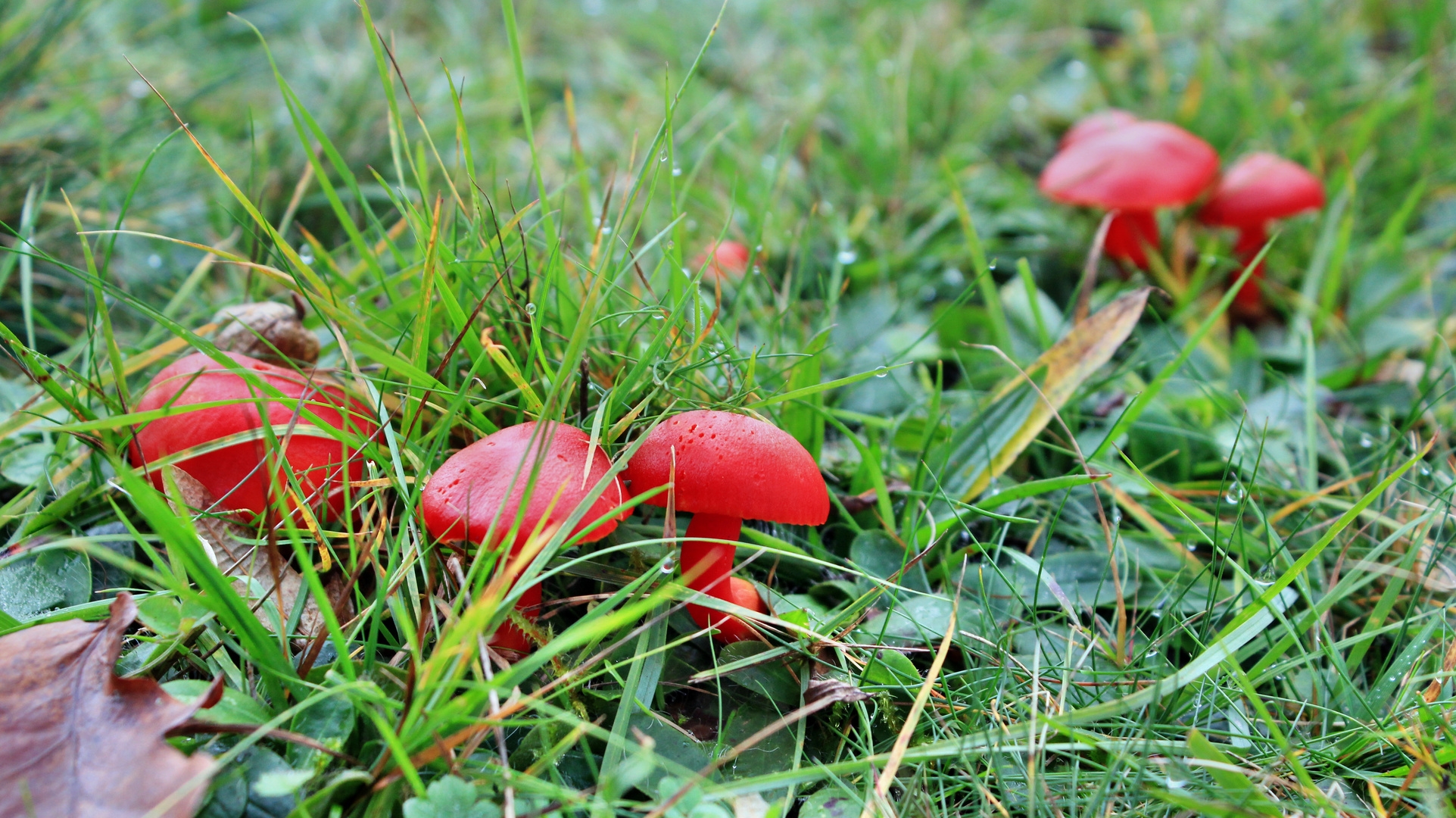 Der erste rote Pilz welcher aussieht als ob er aus Marzipan wäre Foto