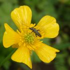 Der erste Scheinbockkäfer (Oedemera lurida) in diesem Jahr