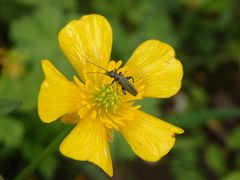 Der erste Scheinbockkäfer (Oedemera lurida) in diesem Jahr