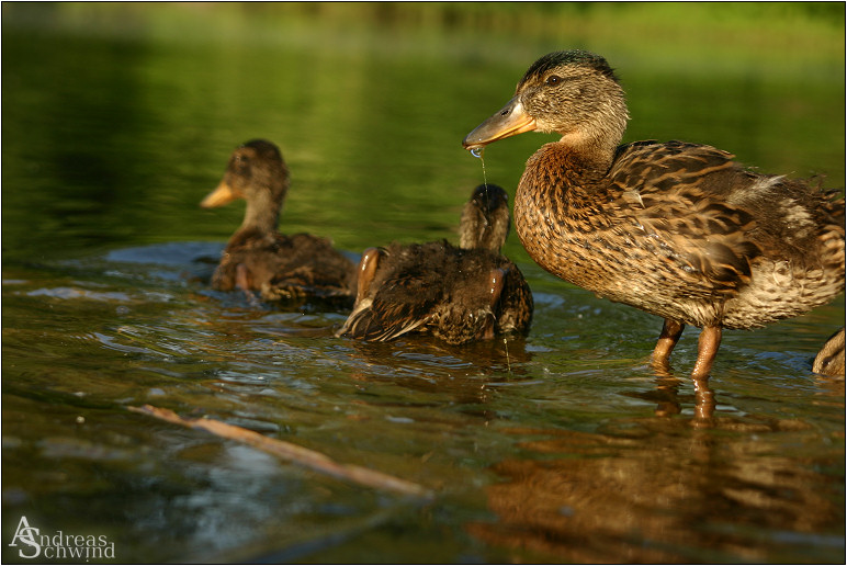 der erste Schluck