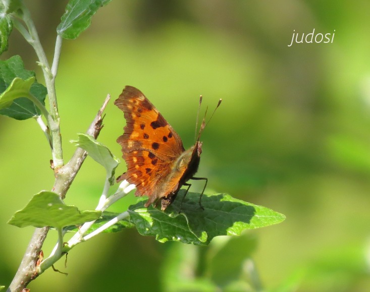 der erste Schmetterling