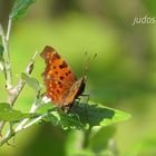 der erste Schmetterling