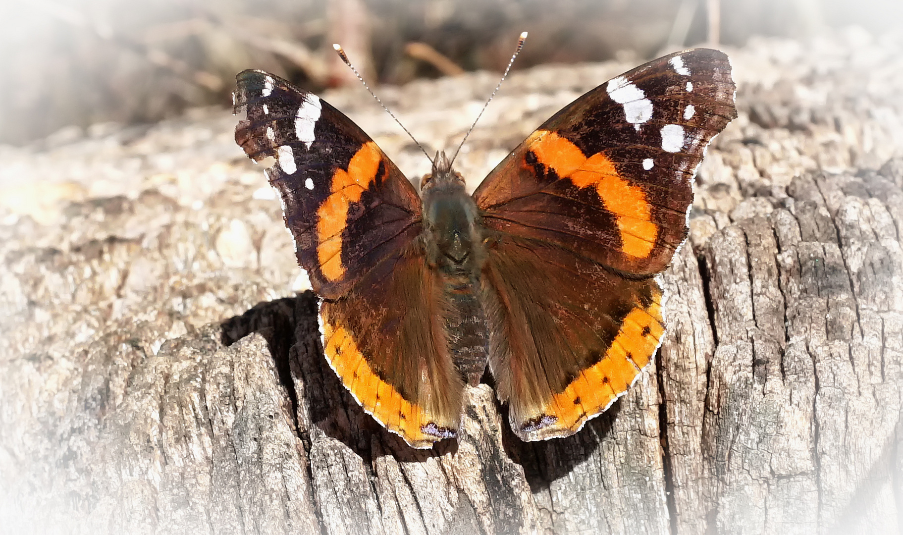 der erste Schmetterling 2019