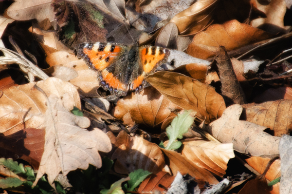 der erste Schmetterling 20212 - ein "kleiner Fuchs"