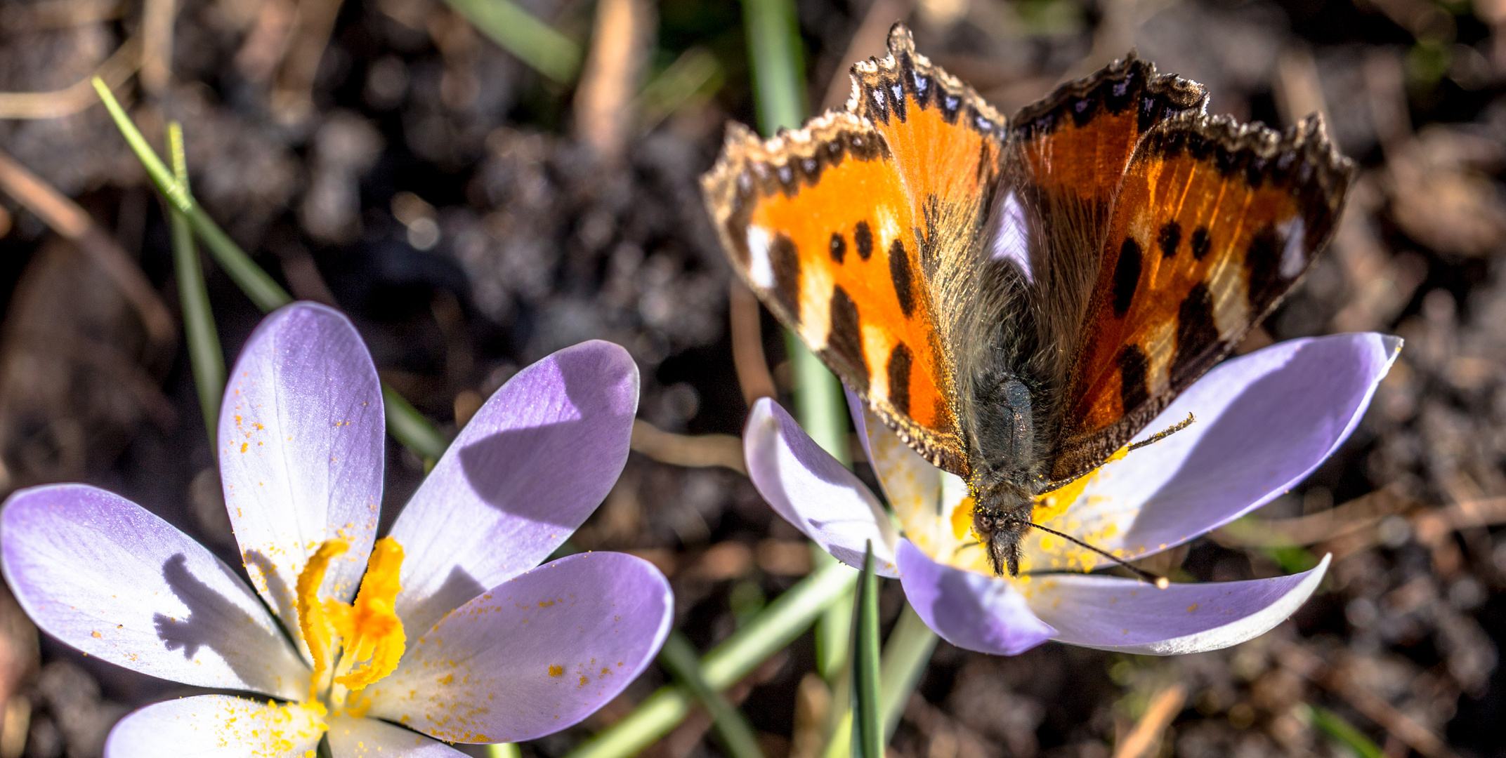 Der erste Schmetterling