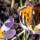 Der erste Schmetterling