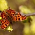 Der erste Schmetterling....