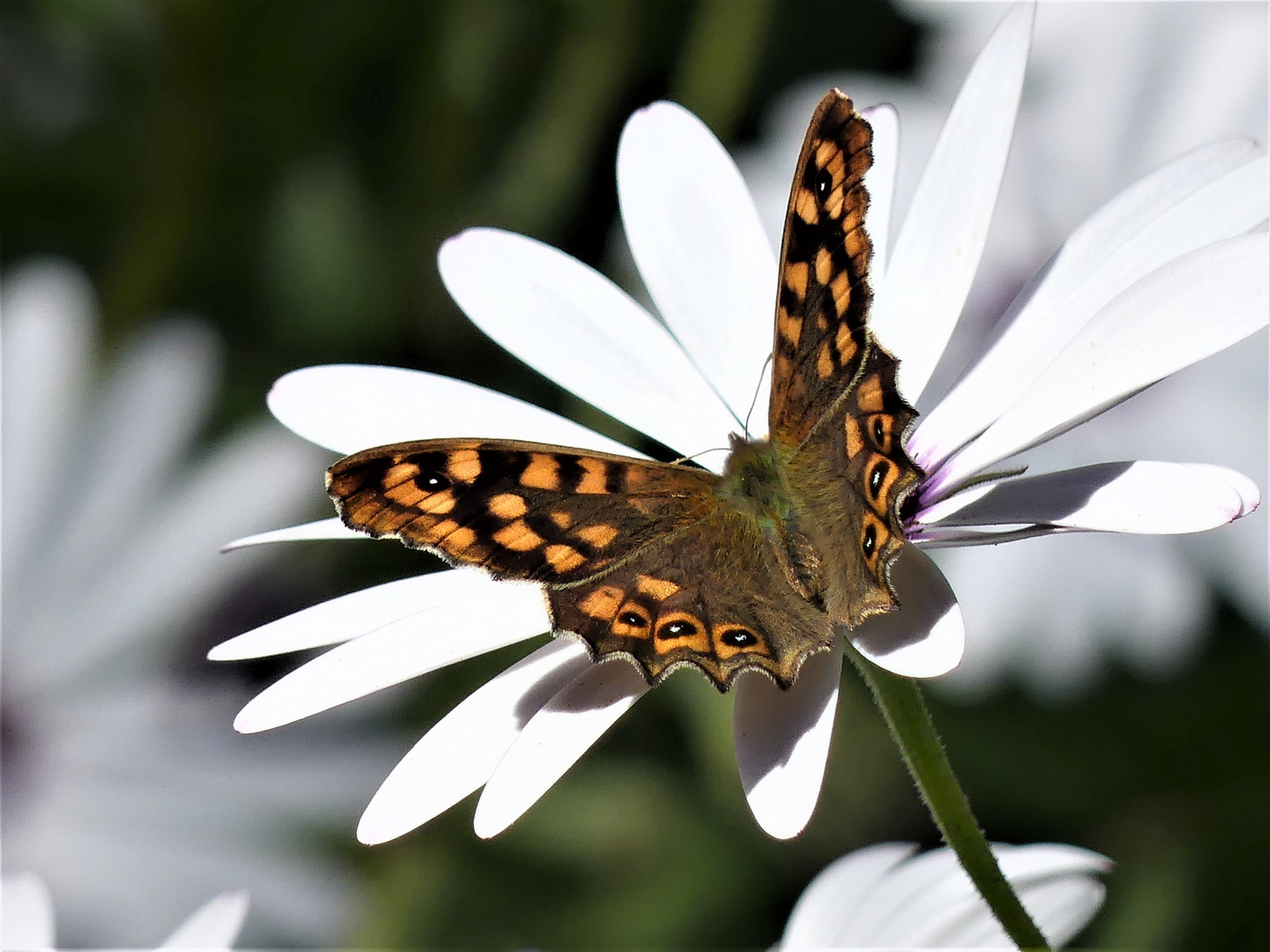 Der erste Schmetterling