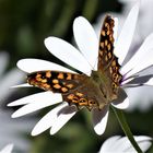 Der erste Schmetterling