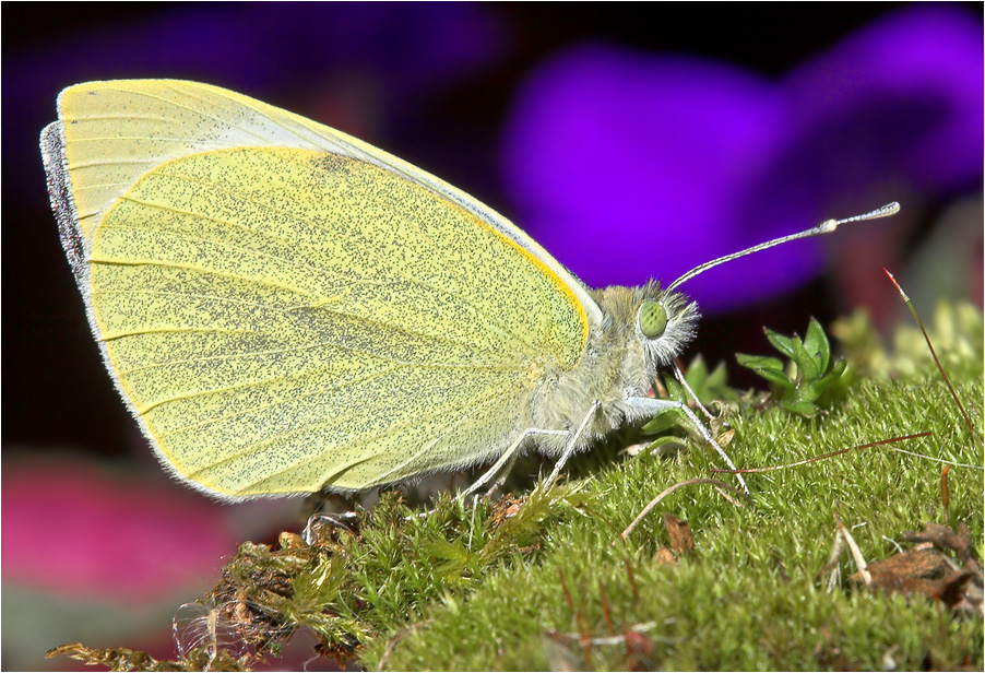 Der erste Schmetterling ..