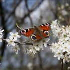 Der erste Schmetterling