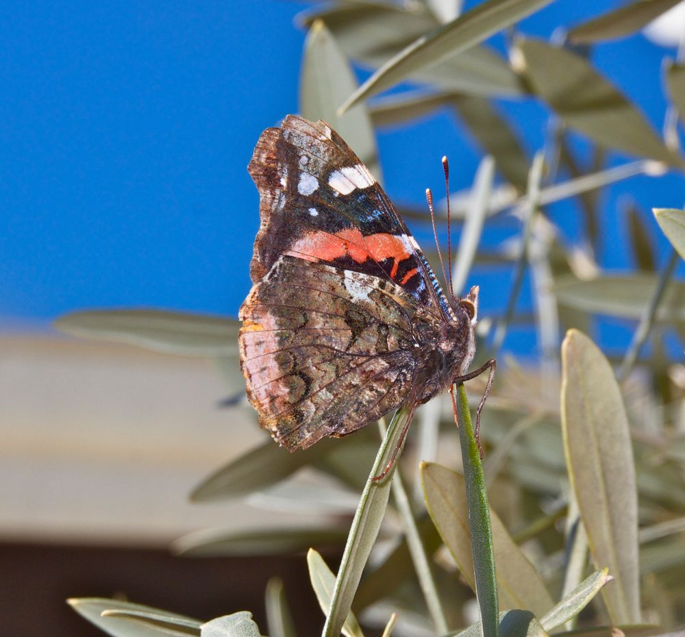 Der erste Schmetterling ( Admiral)