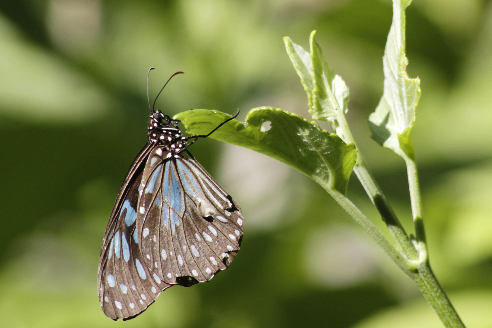 der erste schmetterling