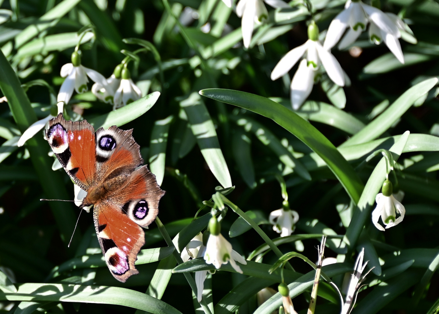 Der erste Schmetterling 