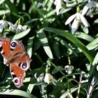 Der erste Schmetterling 