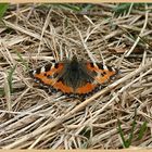 Der erste Schmetterling den ich dieses Jahr erwischt habe