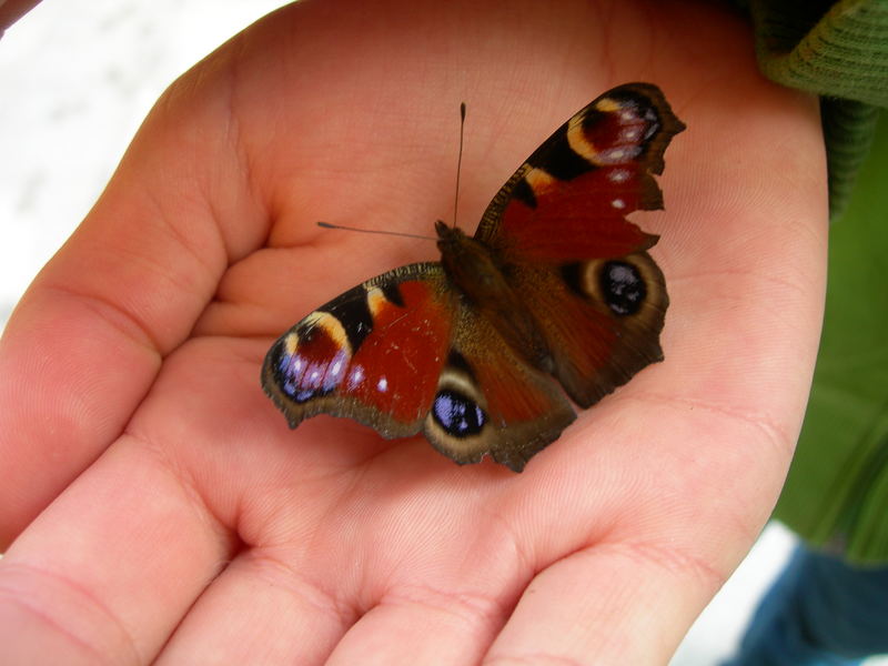 Der erste Schmetterling dieses Jahr!!!!