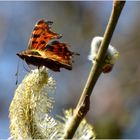 ...der erste Schmetterling 