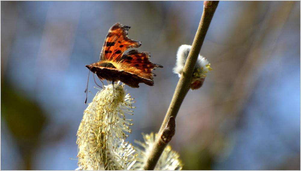 ...der erste Schmetterling 