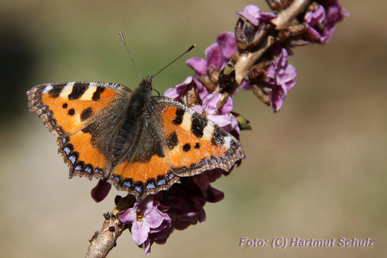 Der erste Schmetterling.