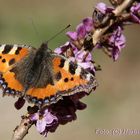 Der erste Schmetterling.