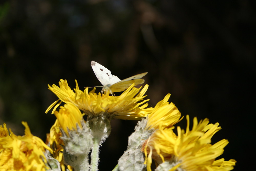 Der erste Schmetterling