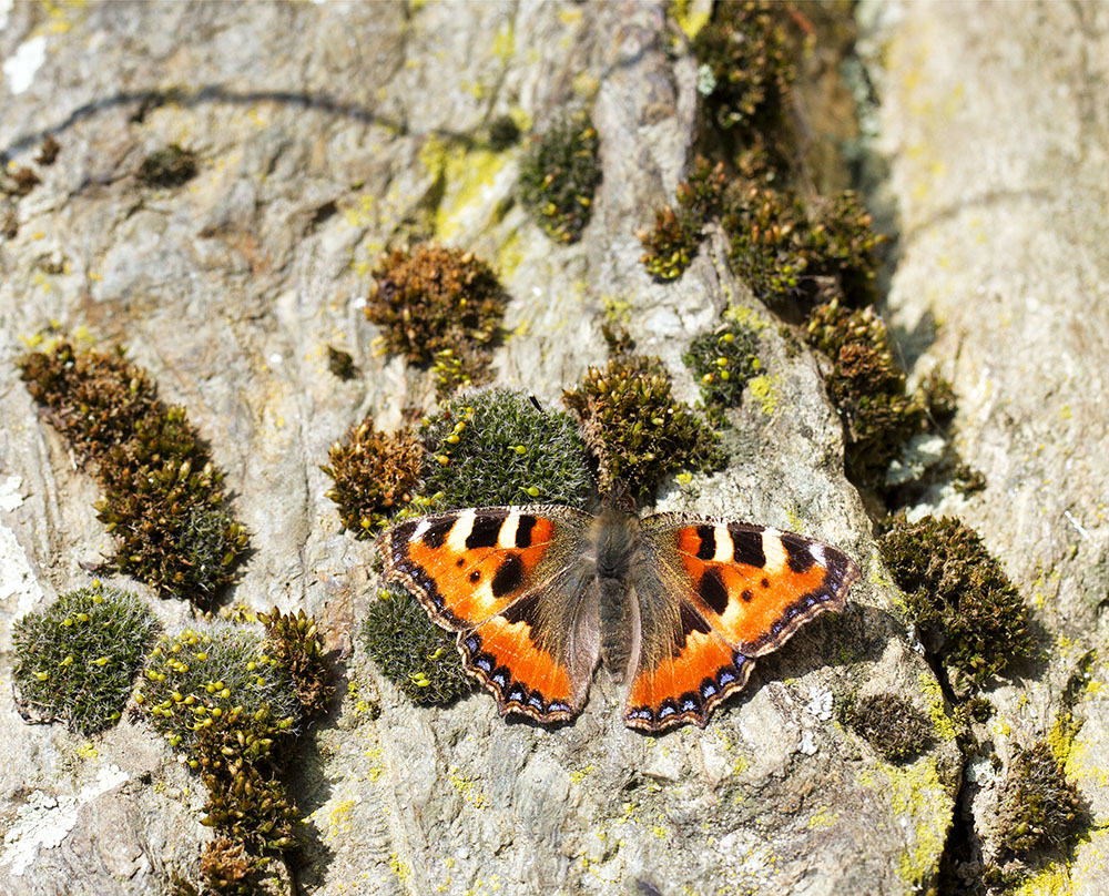 Der erste Schmetterling für dieses Jahr