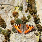 Der erste Schmetterling für dieses Jahr