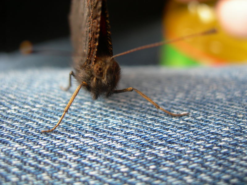 Der erste Schmetterling im Frühling