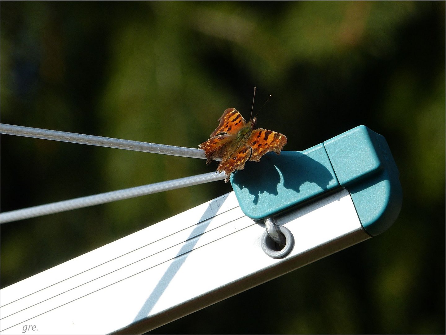 Der erste Schmetterling im Garten