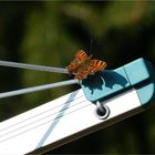 Der erste Schmetterling im Garten