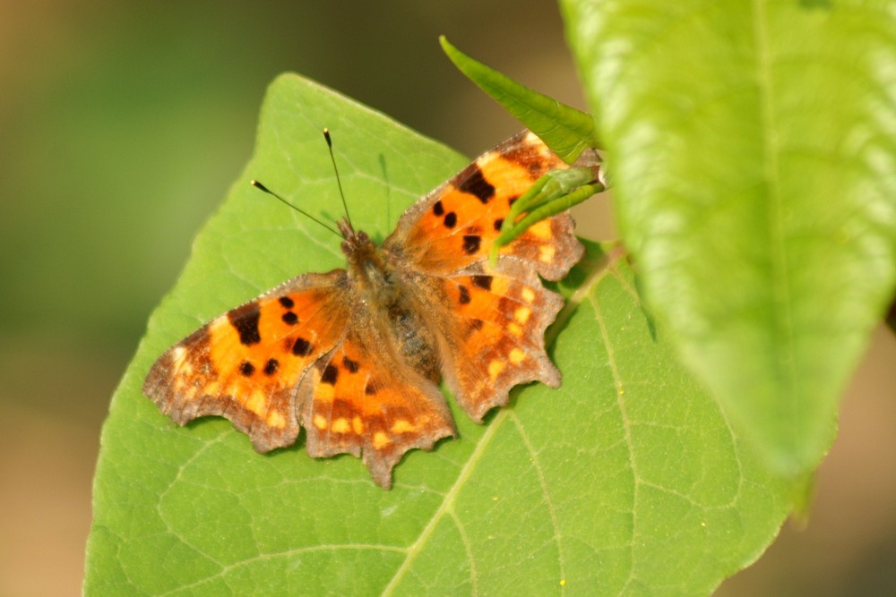 Der erste Schmetterling in den Rheinauen