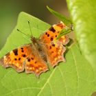 Der erste Schmetterling in den Rheinauen