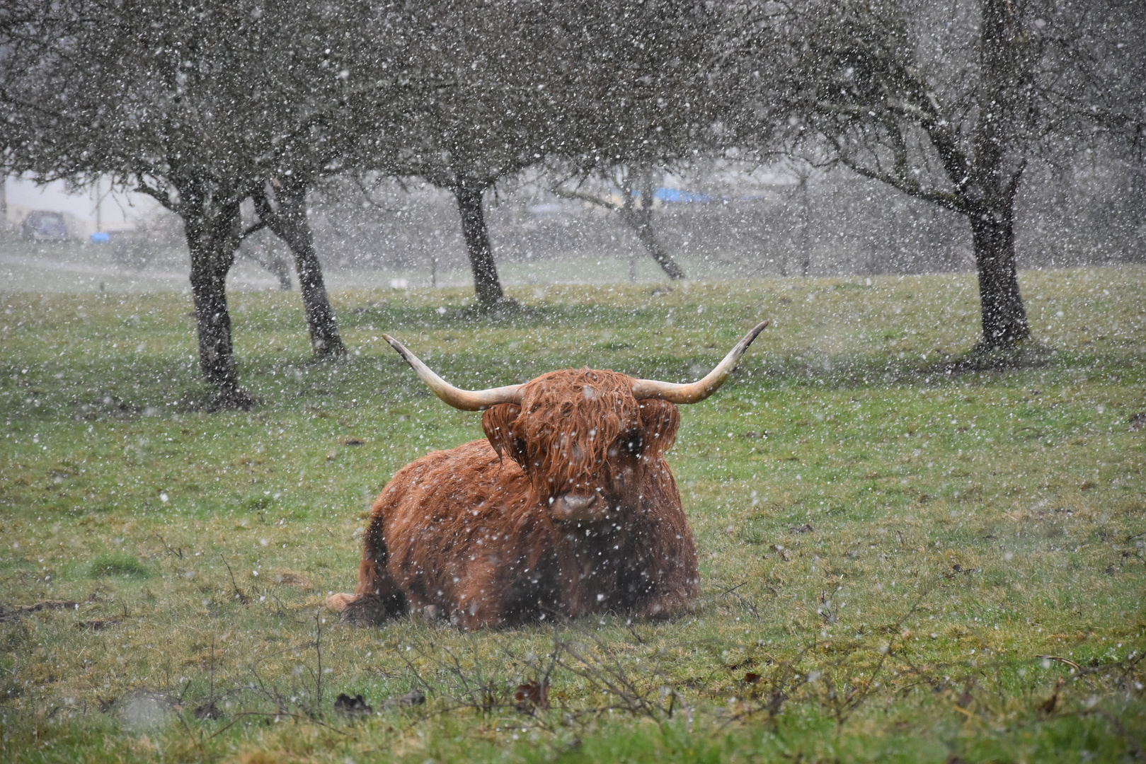 Der erste Schnee