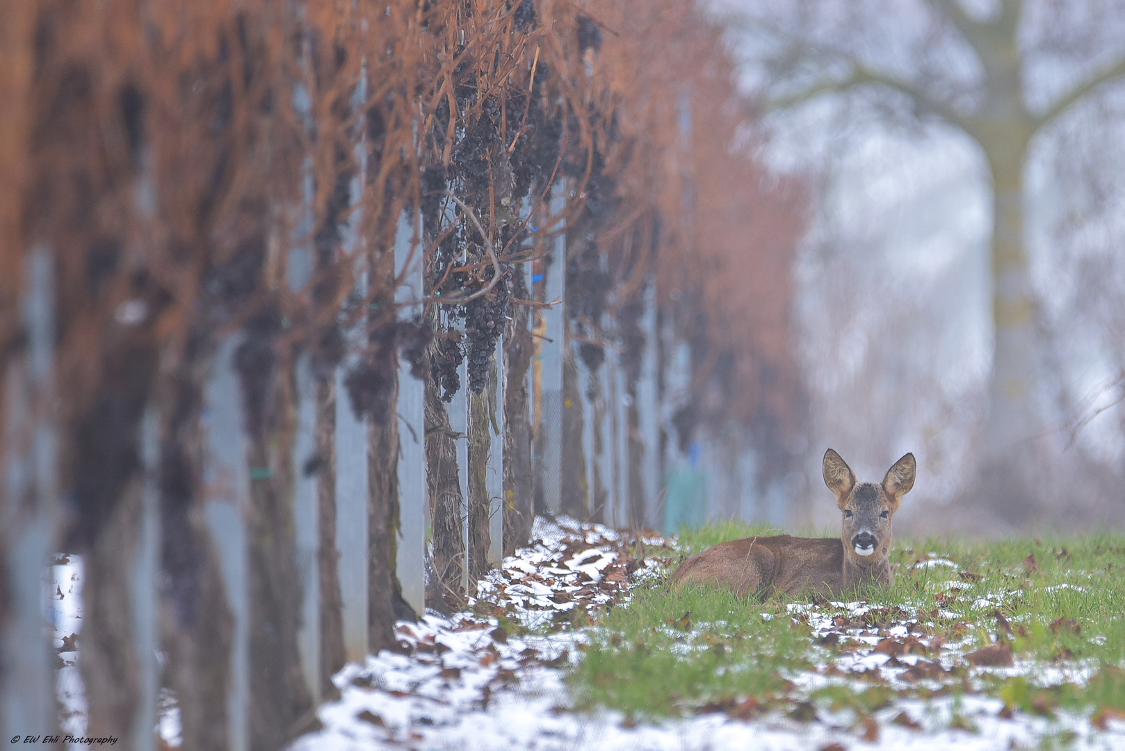 Der erste Schnee