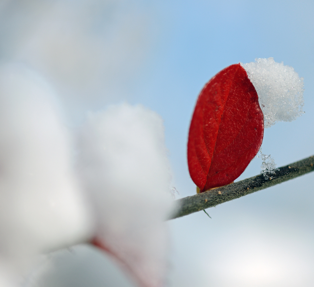 der erste Schnee...